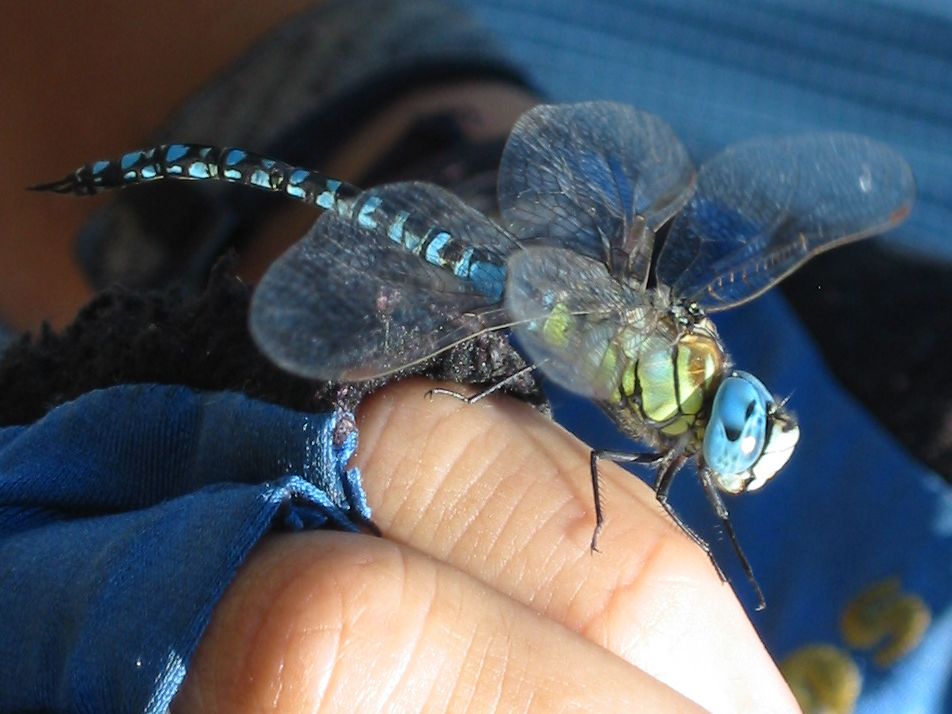 A Yacht Cabinet Maker’s Dragonfly&nbsp;Experience