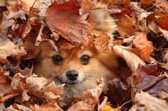 $190fb29c8eb172882568e0384b5717a7--autumn-leaves-lap-dogs